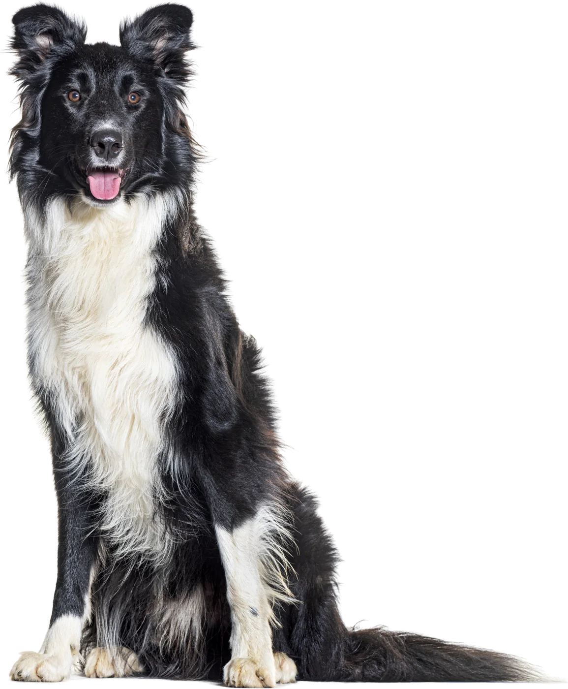 Border collie sentado y contento, con la boca abierta, y las zonas donde se fijan las garrapatas marcadas en amarillo