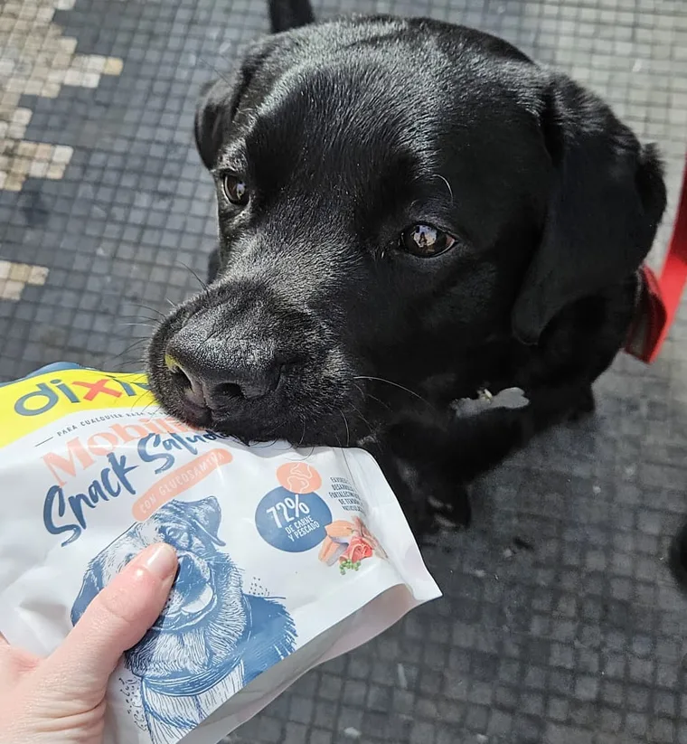 Labrador negro cogiendo con la boca una bolsa de snacks Dixie