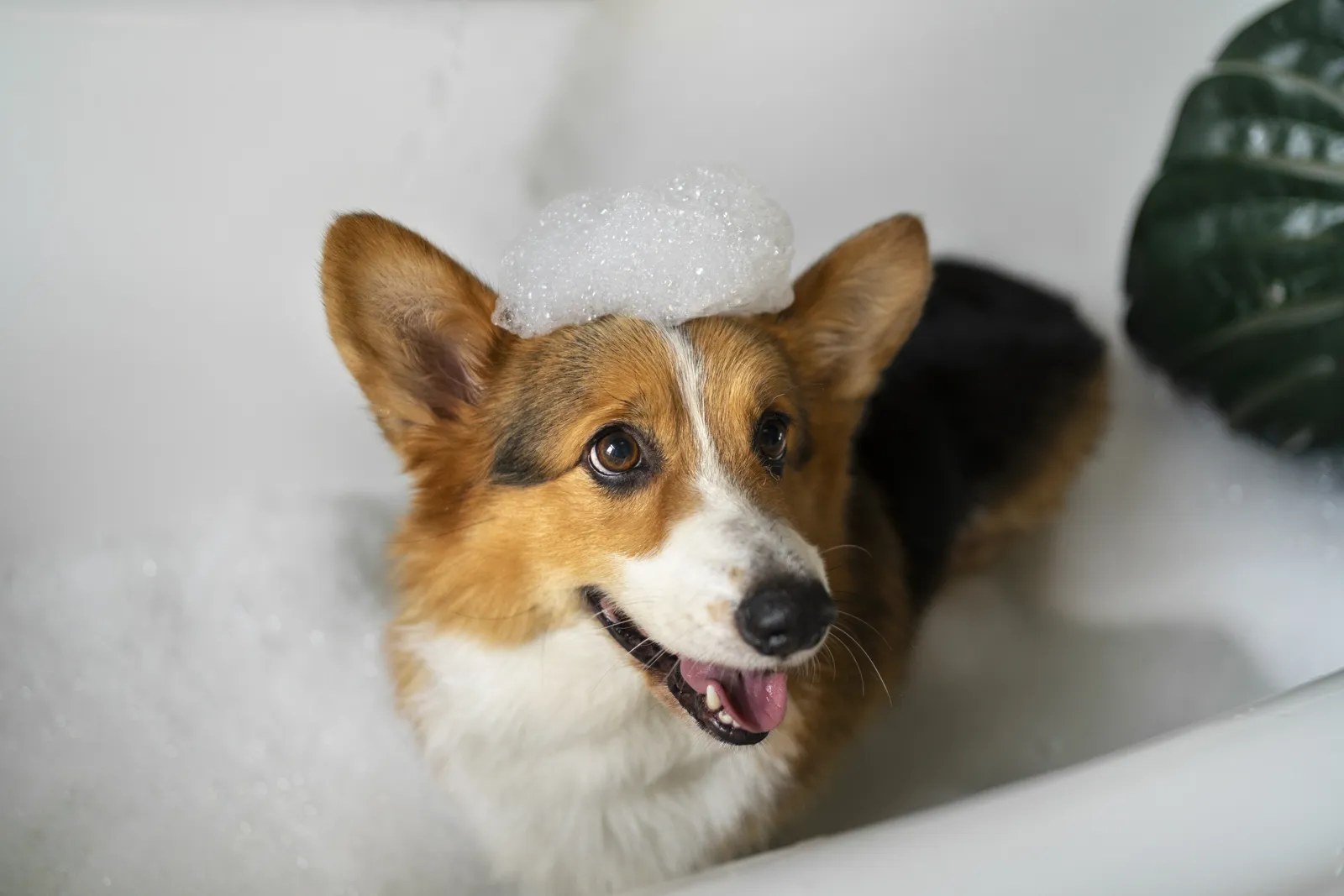 Corgi en la bañera con espuma de champú en la cabeza