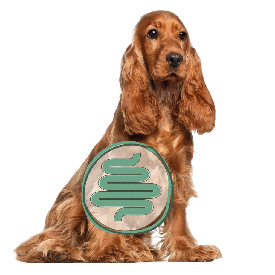 Cocker spaniel sentado con el dibujo de un intestino sobre la tripa