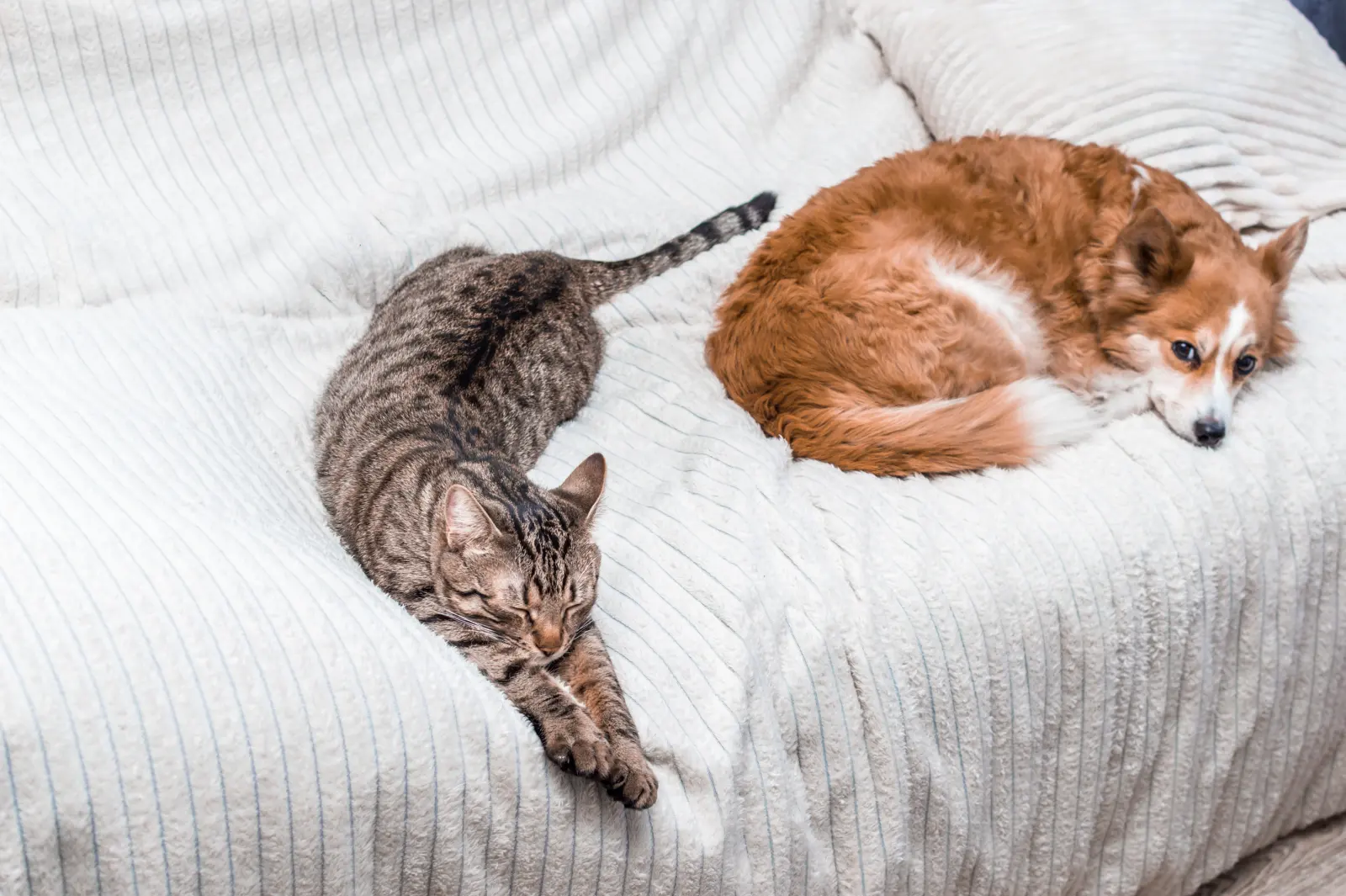 Gato atigrado y perro de pelo rojizo descansando juntos sobre una colcha blanca