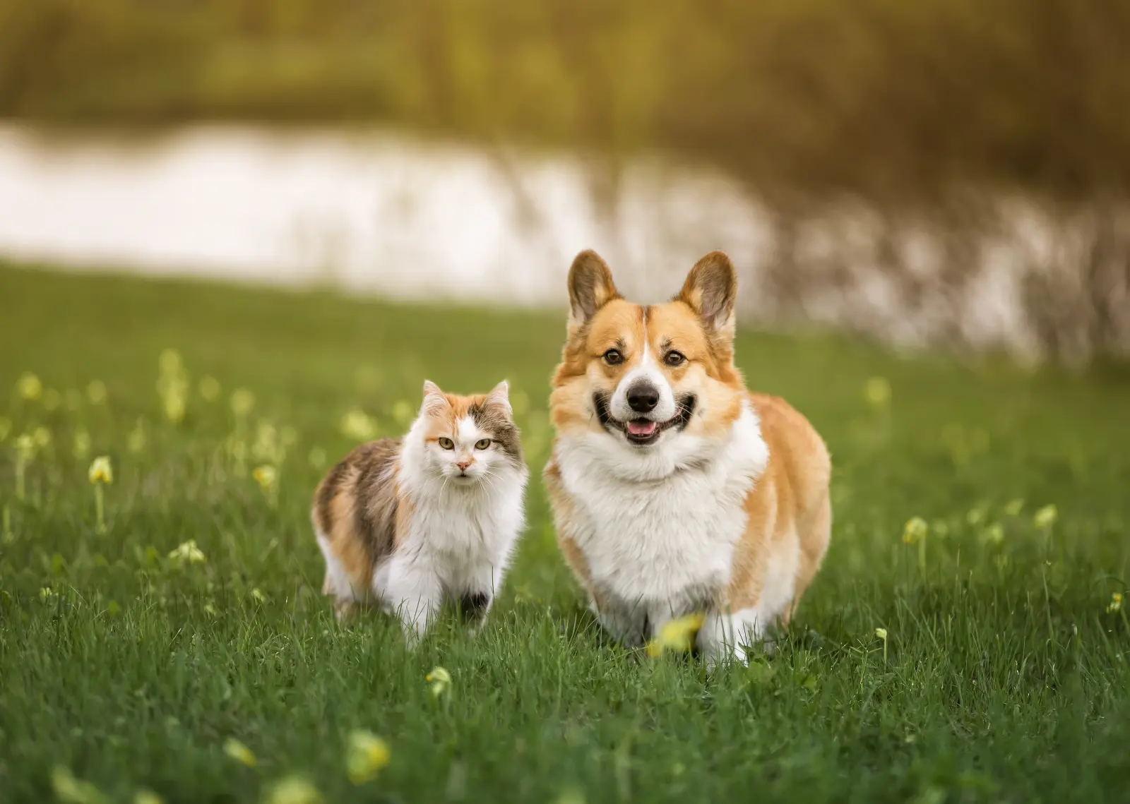 Gato tricolor y corgi sentados juntos en un prado con flores amarillas, mirando a cámara