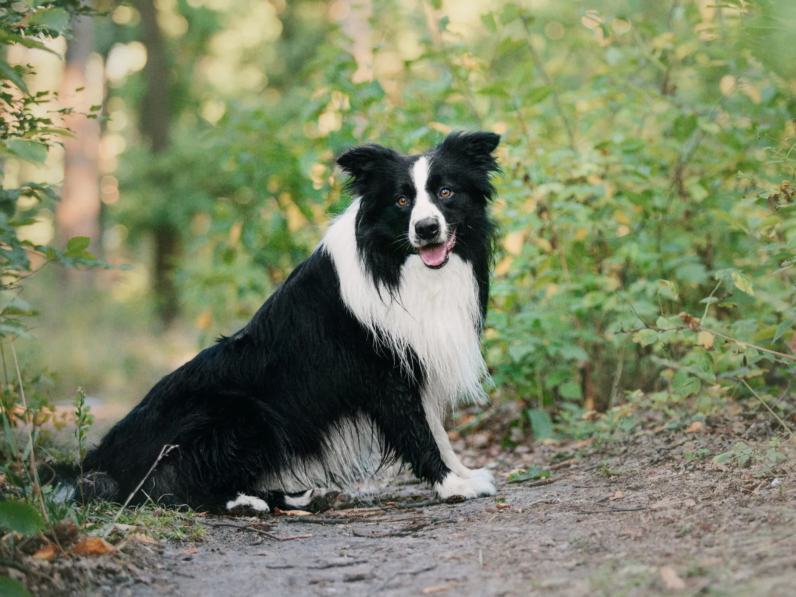 Border collie de pelo largo sentado en un camino del bosque