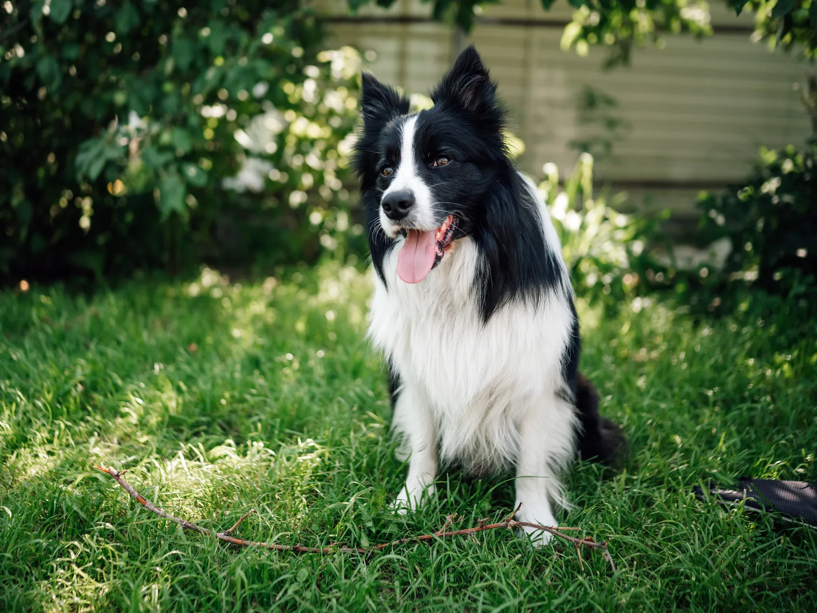 Border collie joven sentado en el césped de un jardín, con la lengua fuera