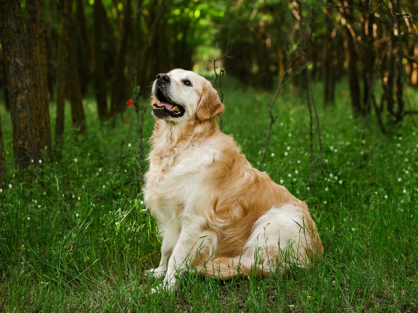 Golden retriever sentado en la hierba, mirando hacia arriba
