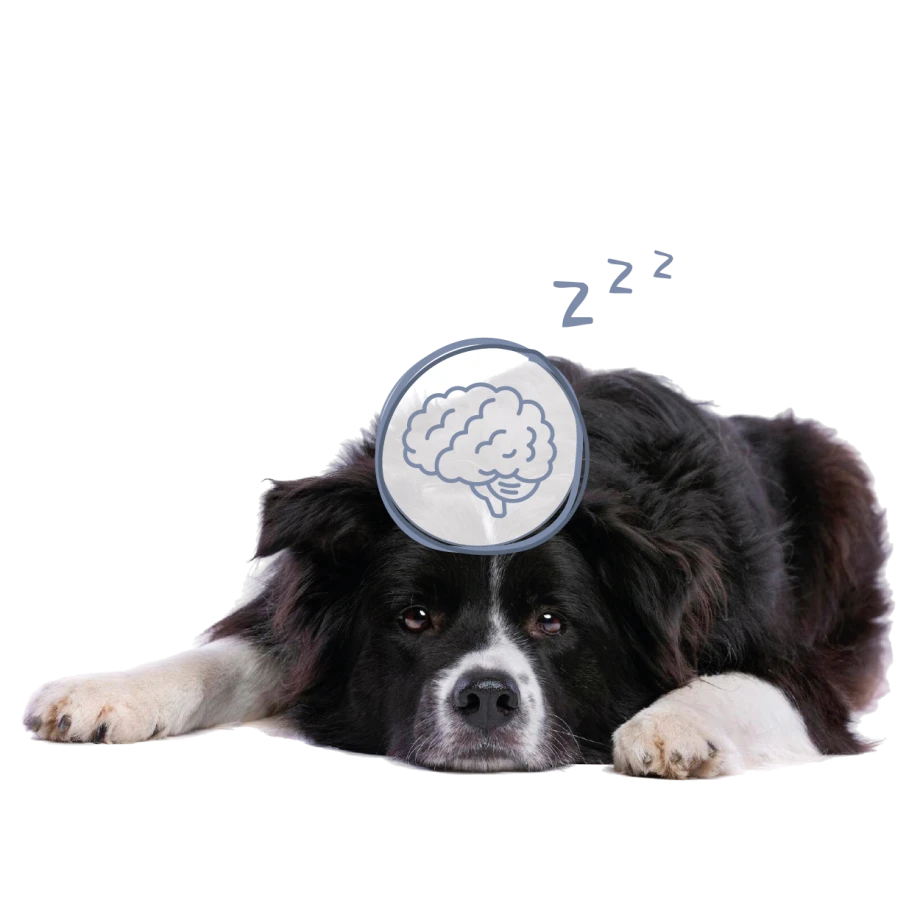 Border collie tumbado con el dibujo de un cerebro sobre la cabeza
