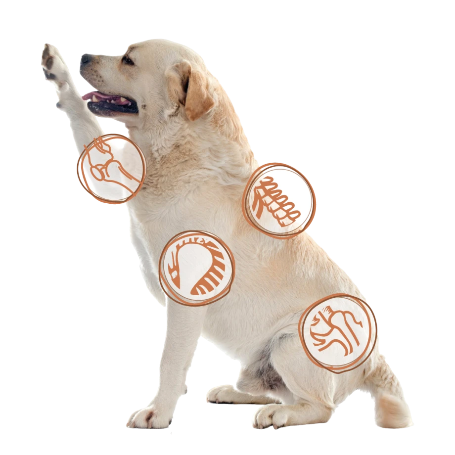 Labrador sentado con la pata levantada y el dibujo de sus articulaciones sobre el cuerpo